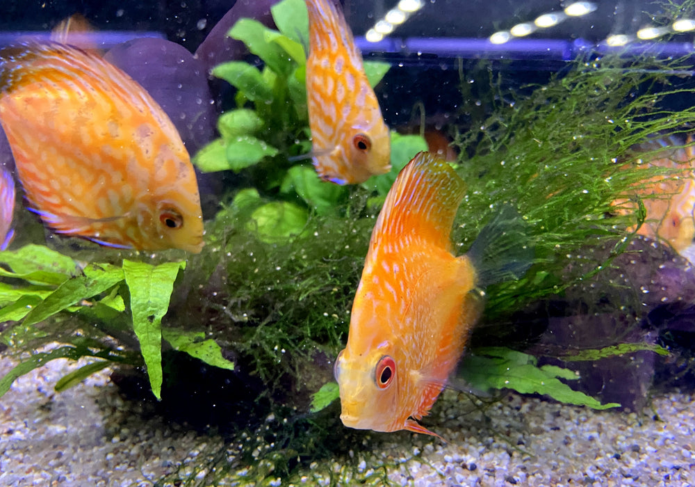SONDERPREIS - Diskus-MIX 'Yellow & Pigeon' - Symphysodon aequifasciatus