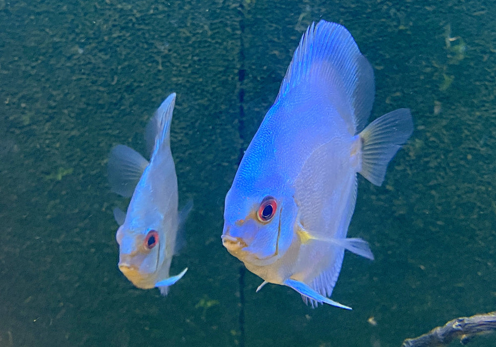 Diskus BLUE DIAMOND - Symphysodon aequifasciatus