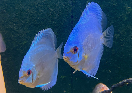 Diskus BLUE DIAMOND - Symphysodon aequifasciatus
