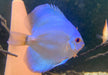 Diskus BLUE DIAMOND - Symphysodon aequifasciatus