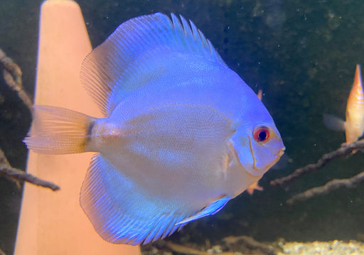 Diskus BLUE DIAMOND - Symphysodon aequifasciatus