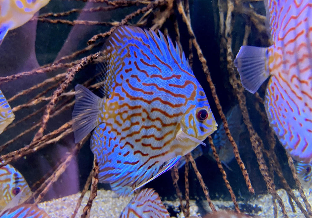 Diskus Brillant-Türkis - Symphysodon aequifasciatus