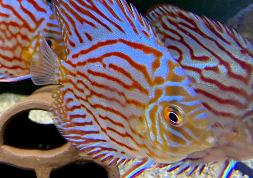 Diskus Brillant-Türkis (M) - Symphysodon aequifasciatus