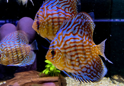 Diskus Brillant
Türkis (L)
Symphysodon aequifasciatus