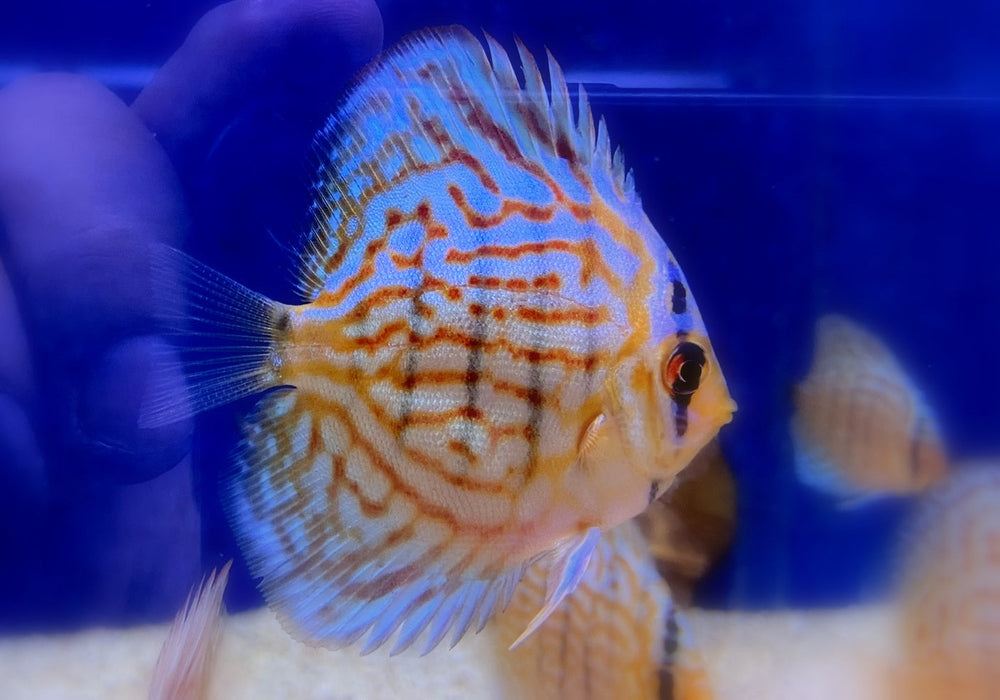 Diskus Brillant-Türkis - Symphysodon aequifasciatus aqua-teck