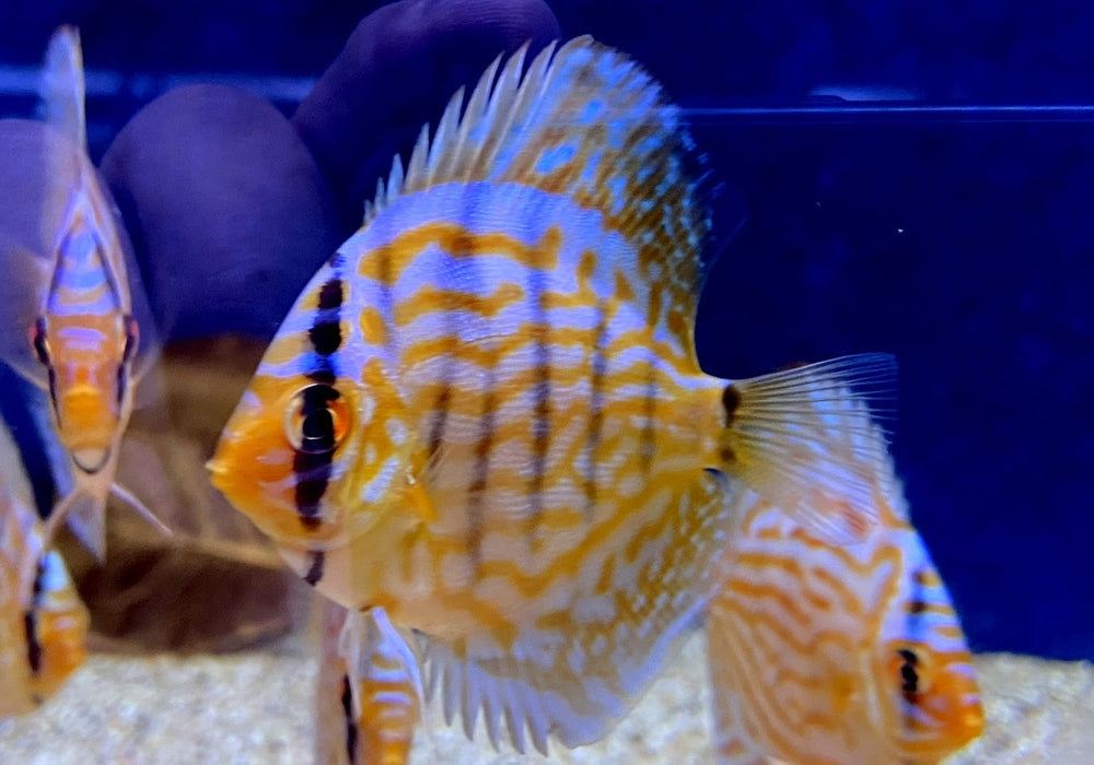 Diskus Brillant-Türkis - Symphysodon aequifasciatus aqua-teck