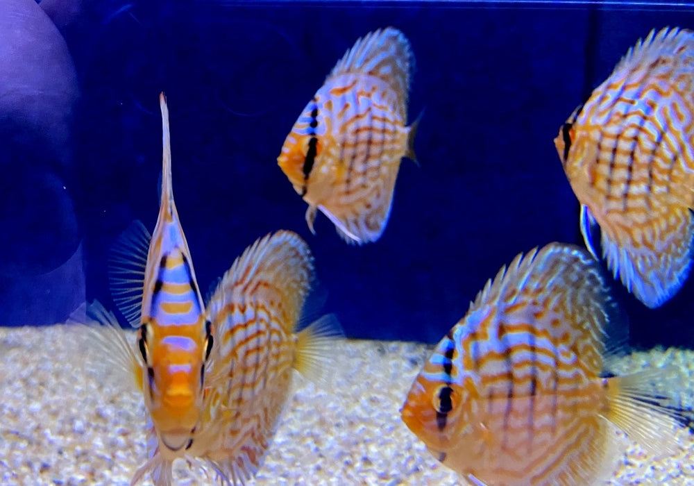 Diskus Brillant-Türkis - Symphysodon aequifasciatus aqua-teck