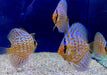 Diskus Brillant-Türkis - Symphysodon aequifasciatus aqua-teck