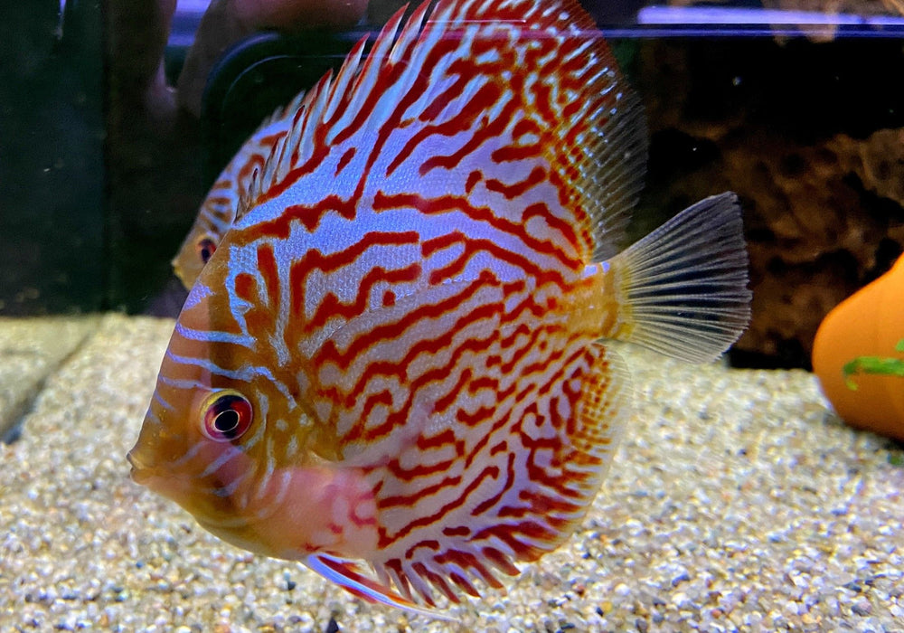 Diskus Brillant-Türkis (M) - Symphysodon aequifasciatus