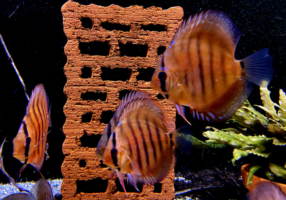 Diskus CURIPERA ROYAL - Symphysodon aequifasciatus