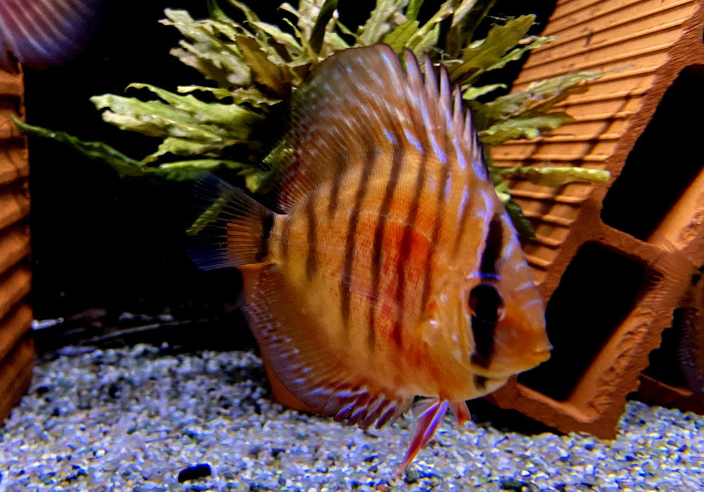 Diskus CURIPERA ROYAL - Symphysodon aequifasciatus