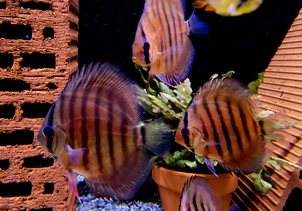 Diskus CURIPERA ROYAL - Symphysodon aequifasciatus