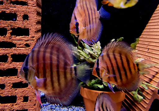 Diskus CURIPERA ROYAL - Symphysodon aequifasciatus