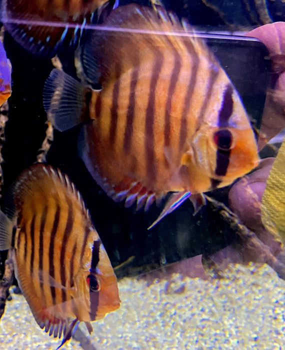 NEU - Diskus Curipera Royal Alenquer - Symphysodon aequifasciatus