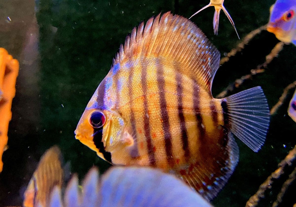 Diskus Curipera Royal Alenquer - Symphysodon aequifasciatus