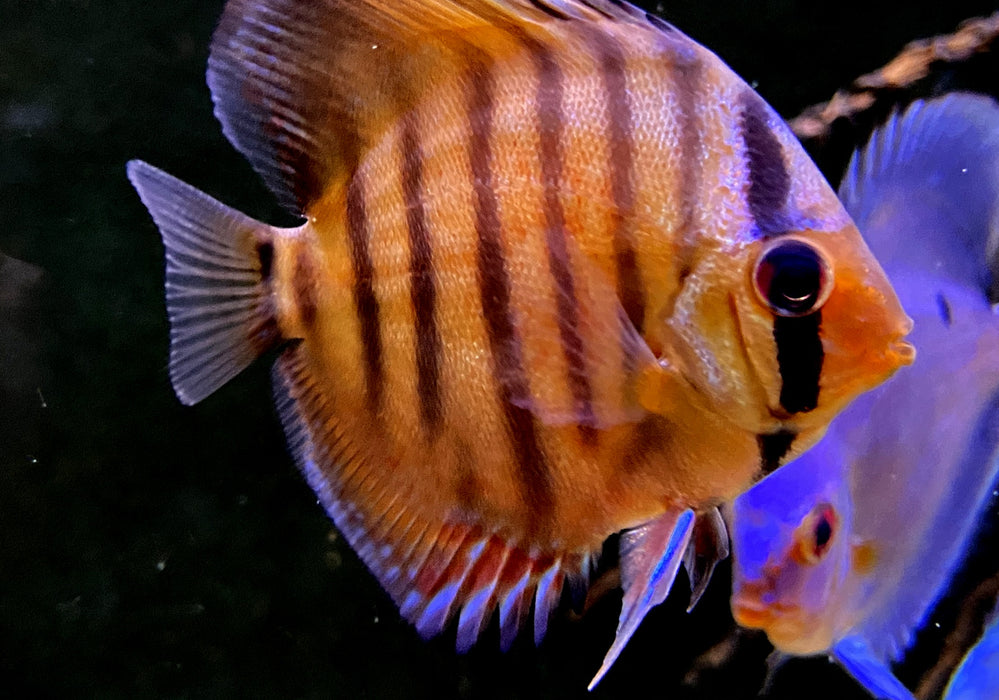 NEU - Diskus Curipera Royal Alenquer - Symphysodon aequifasciatus