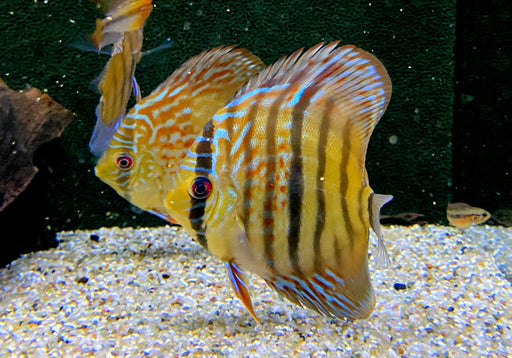 Diskus Heckel Cross - Symphysodon aequifasciatus