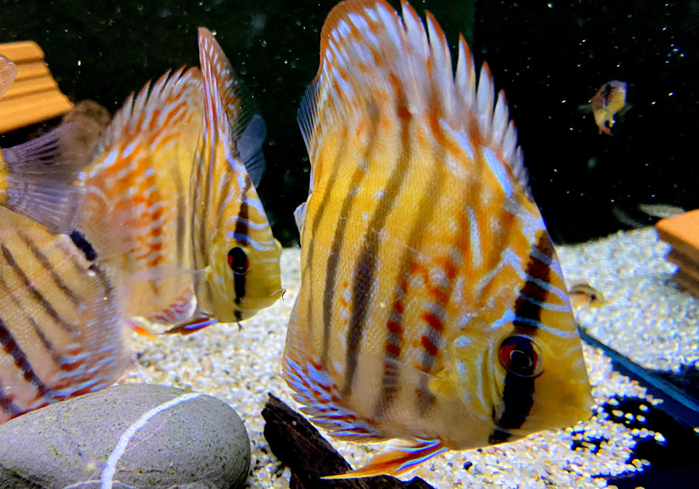 Diskus Heckel Cross - Symphysodon aequifasciatus