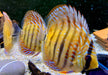 Diskus Heckel Cross - Symphysodon aequifasciatus