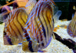 Diskus Heckel Cross - Symphysodon aequifasciatus