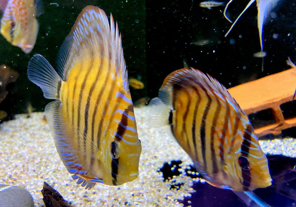 Diskus Heckel Cross - Symphysodon aequifasciatus