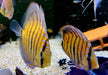 Diskus Heckel Cross - Symphysodon aequifasciatus