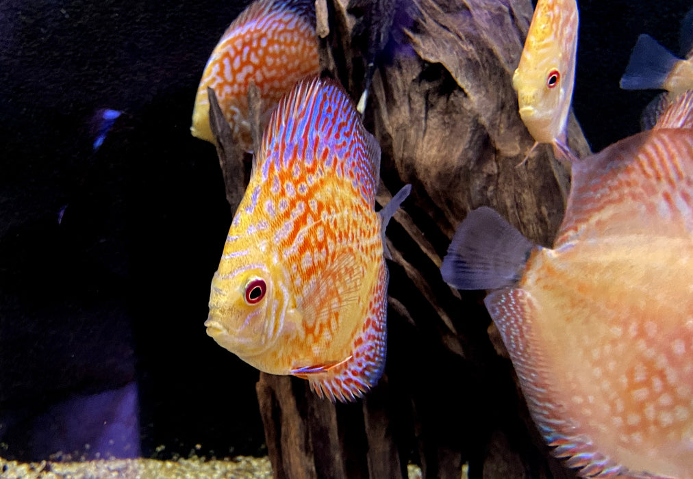 Diskus Pigeon Checkerboard (L) - Symphysodon aequifasciatus