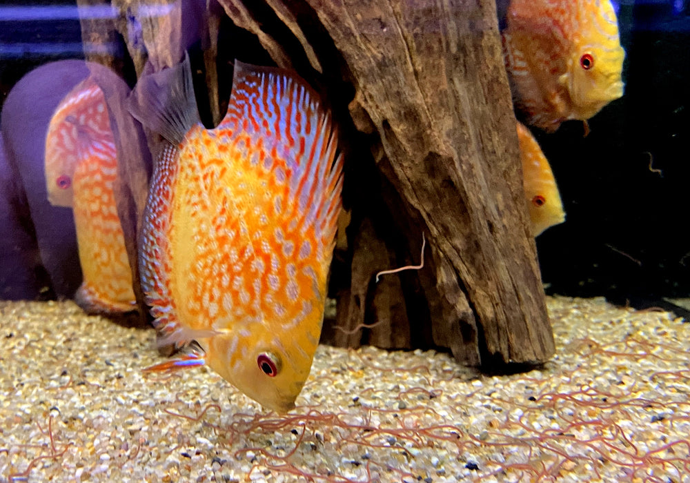Diskus Pigeon Checkerboard (L) - Symphysodon aequifasciatus