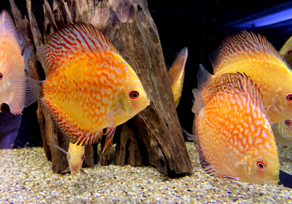 Diskus Pigeon Checkerboard (L) - Symphysodon aequifasciatus