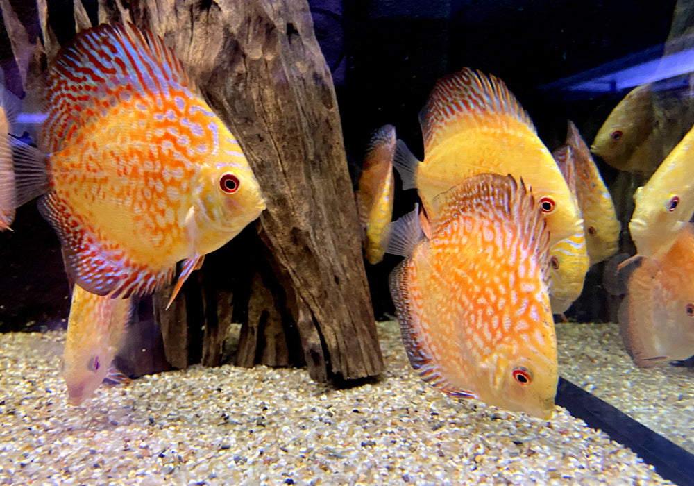 Diskus Pigeon Checkerboard (L) - Symphysodon aequifasciatus