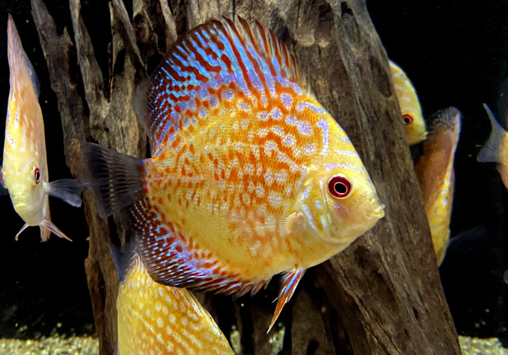 Diskus Pigeon Checkerboard (L) - Symphysodon aequifasciatus
