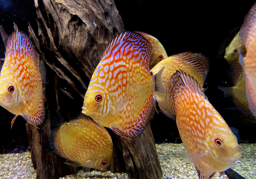 Diskus Pigeon Checkerboard (L) - Symphysodon aequifasciatus