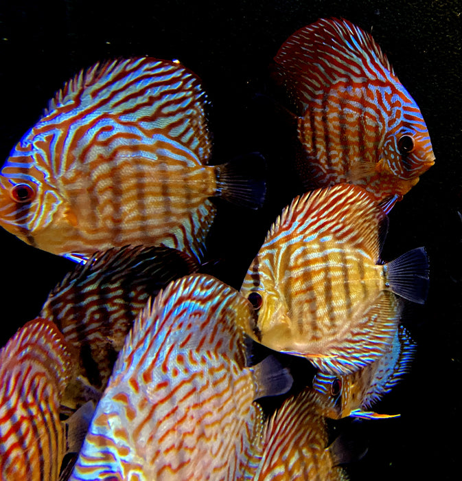 Diskus RED SCRIBBLE (L) - Symphysodon aequifasciatus