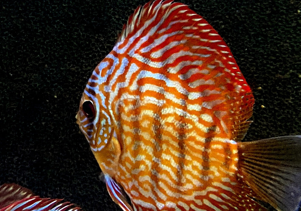 Diskus RED SCRIBBLE (L) - Symphysodon aequifasciatus