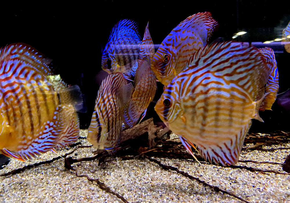 Diskus RED SCRIBBLE (L) - Symphysodon aequifasciatus