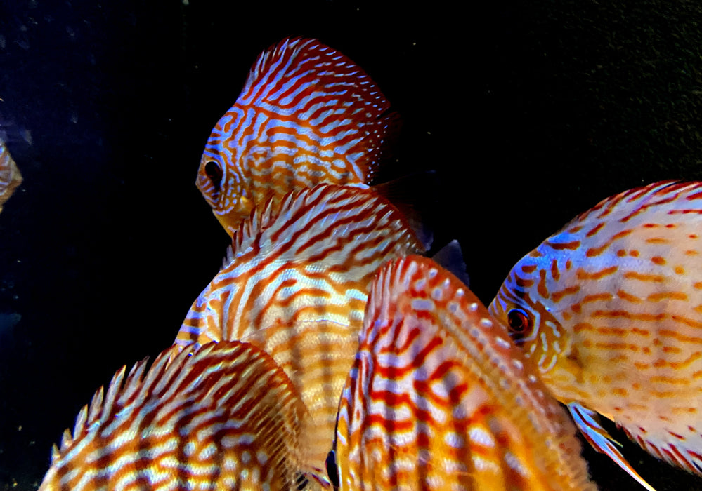 Diskus RED SCRIBBLE (L) - Symphysodon aequifasciatus