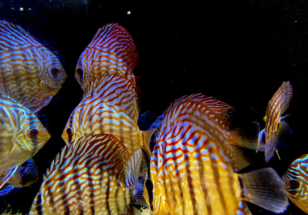 Diskus RED SCRIBBLE (L) - Symphysodon aequifasciatus