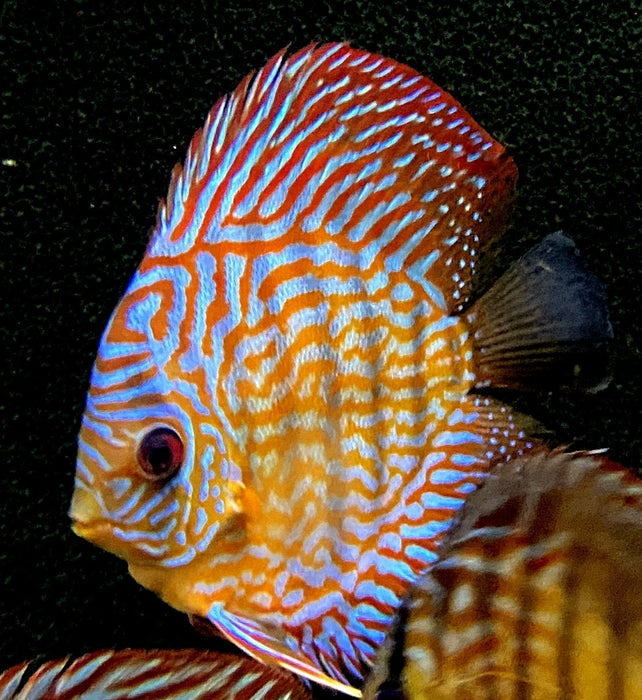 Diskus RED SCRIBBLE (L) - Symphysodon aequifasciatus