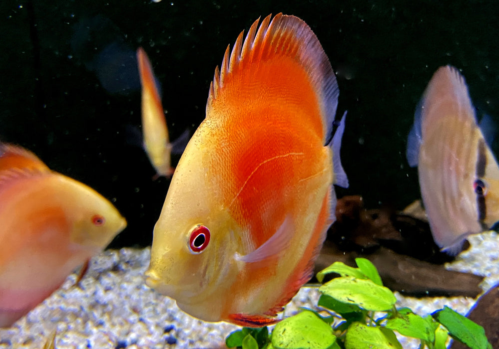 Wieder da - Diskus Red Melon - Symphysodon aequifasciatus