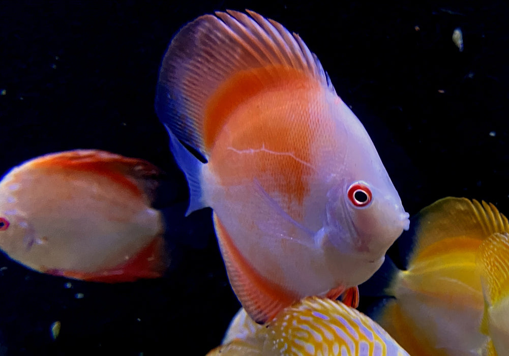 Diskus Red Melon - Symphysodon aequifasciatus