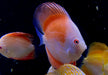 Diskus Red Melon - Symphysodon aequifasciatus