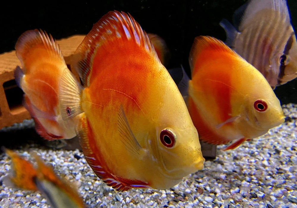 Diskus Red Melon - Symphysodon aequifasciatus