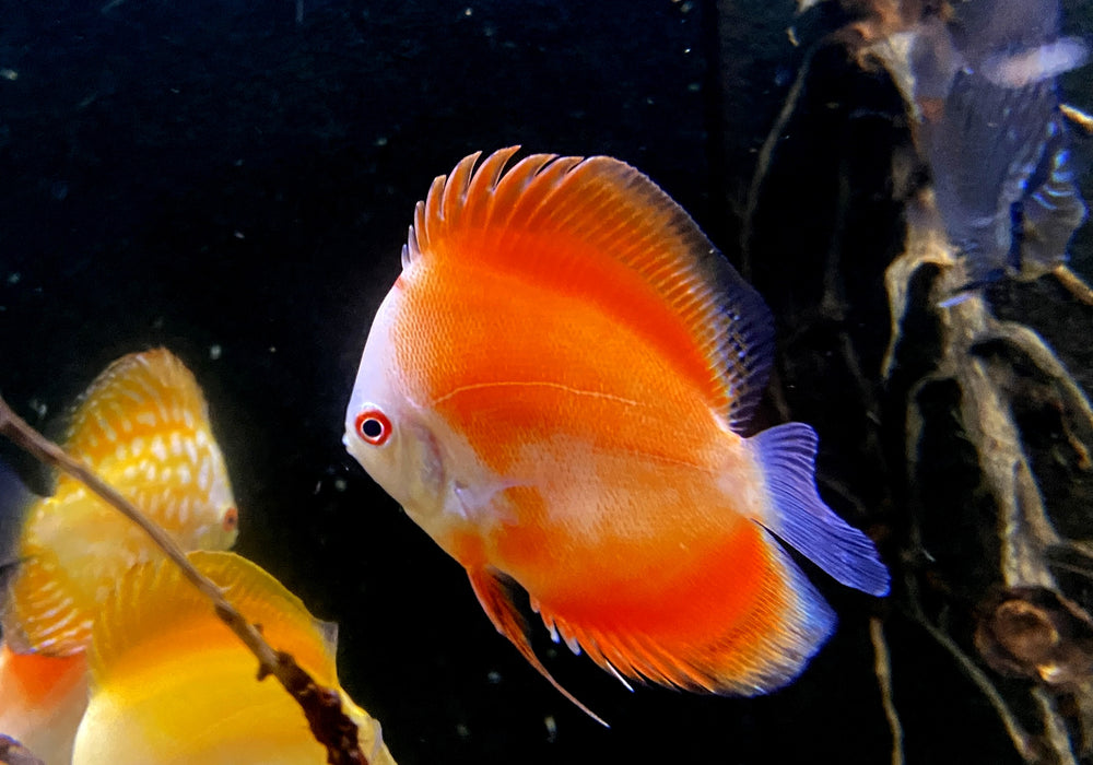 Diskus Red Melon - Symphysodon aequifasciatus