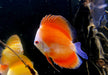 Diskus Red Melon - Symphysodon aequifasciatus