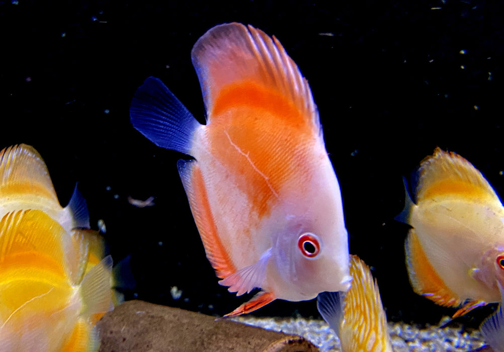 Diskus Red Melon - Symphysodon aequifasciatus