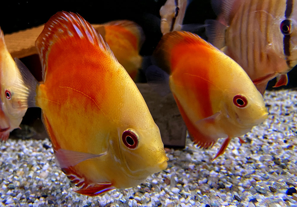 Wieder da - Diskus Red Melon - Symphysodon aequifasciatus