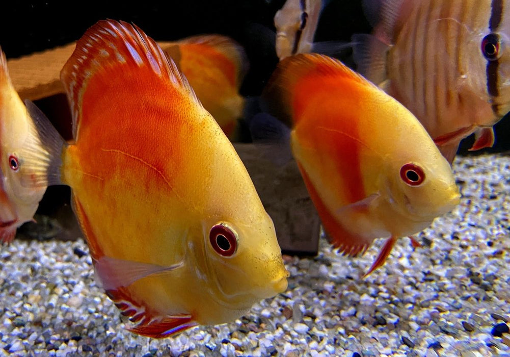 Diskus Red Melon - Symphysodon aequifasciatus