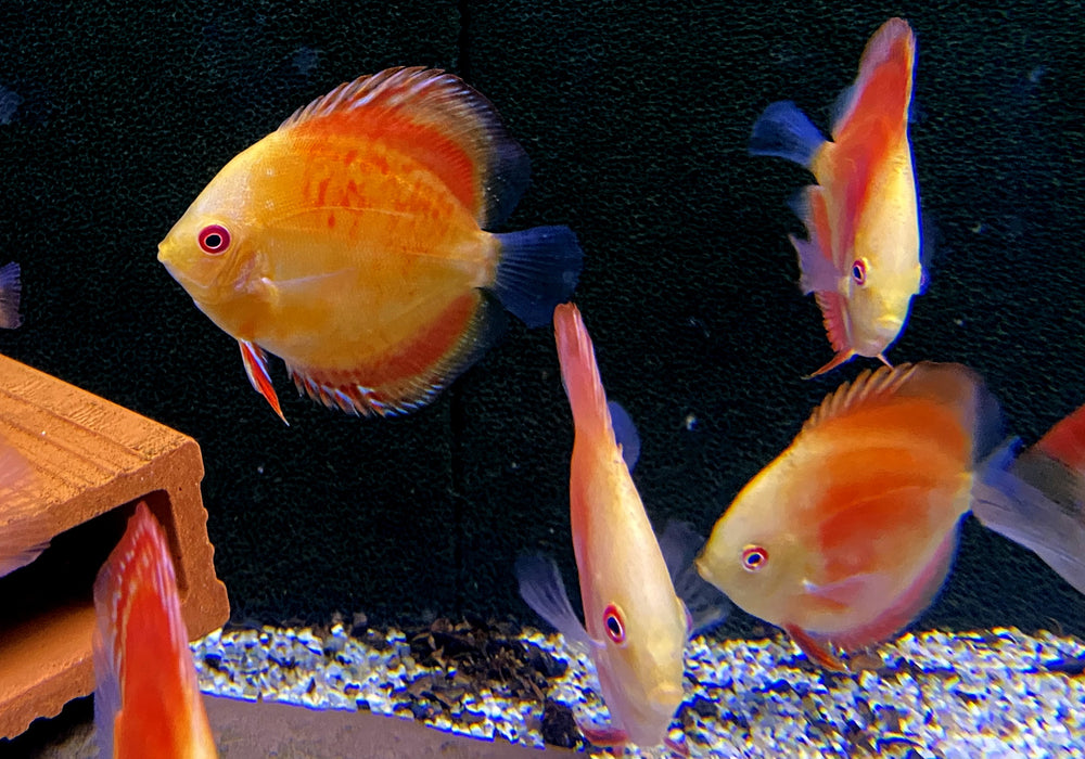 Wieder da - Diskus Red Melon - Symphysodon aequifasciatus