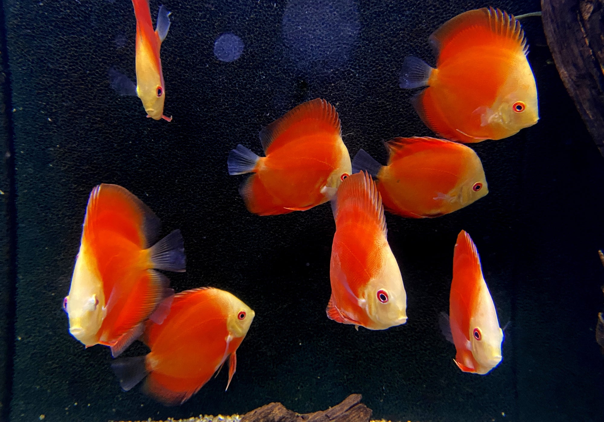 Diskus Red Melon (L) - Symphysodon aequifasciatus