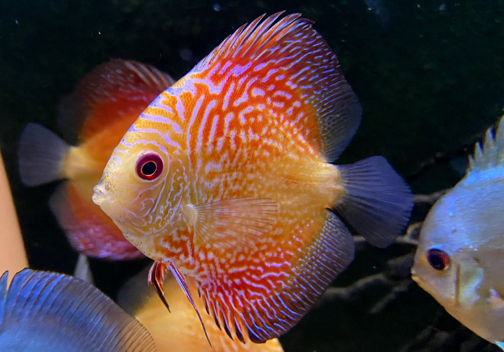 Diskus Red Snakeskin - Symphysodon aequifasciatus